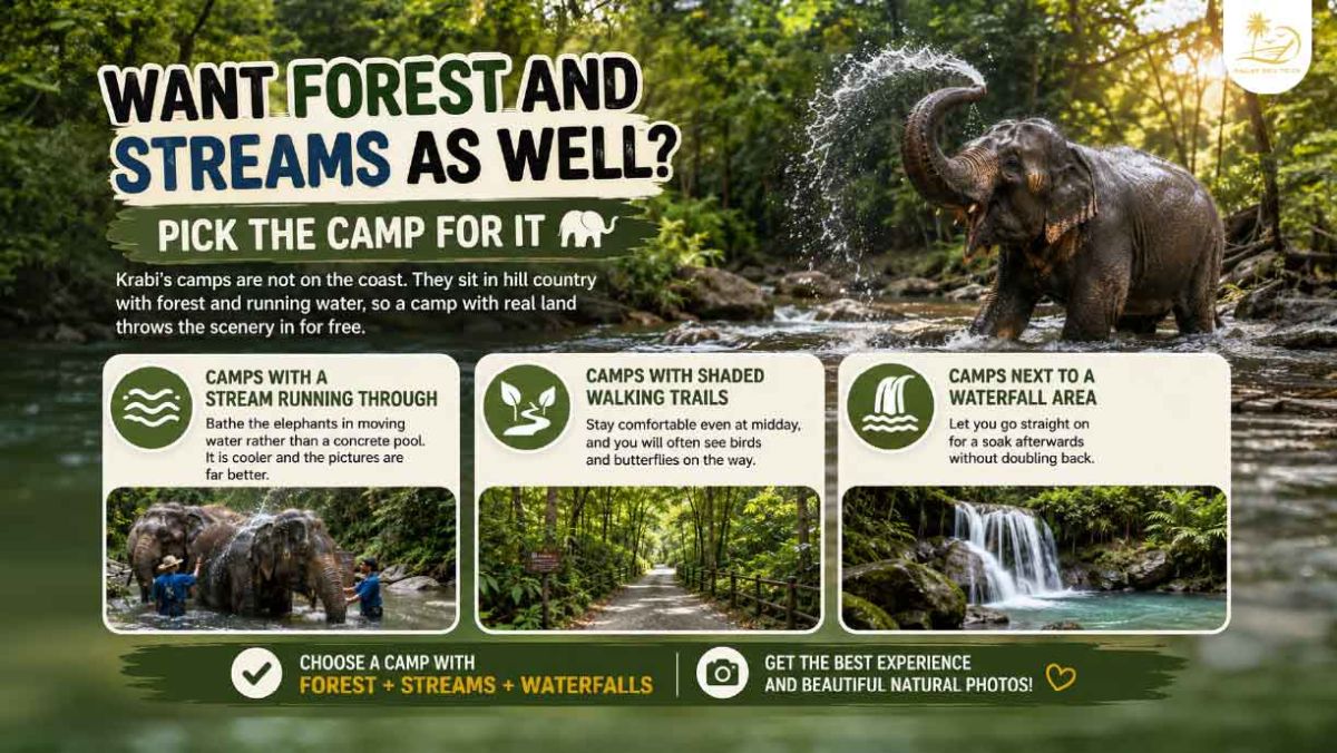 krabi_Elephant_Camps